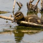 Baby Stockente am Stock