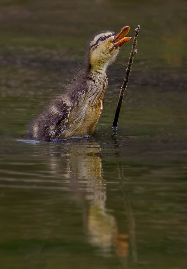 Baby Stockente