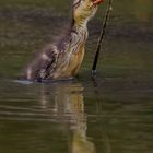 Baby Stockente