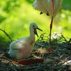 Baby Storch