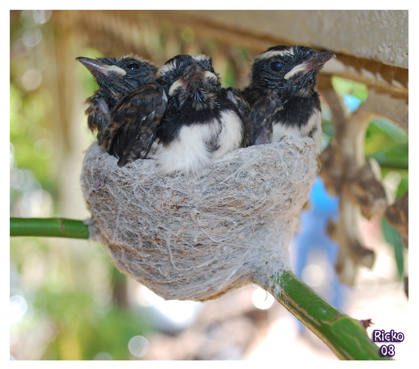 Baby Swallows