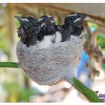 Baby Swallows