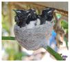 Baby Swallows von Ricko 