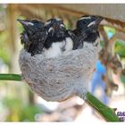 Baby Swallows