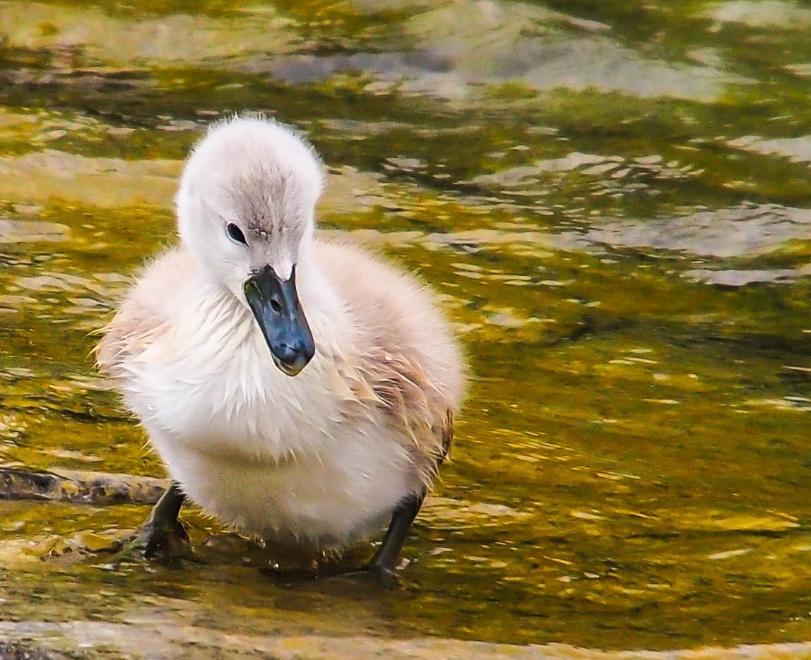 Baby Swan