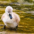 Baby Swan