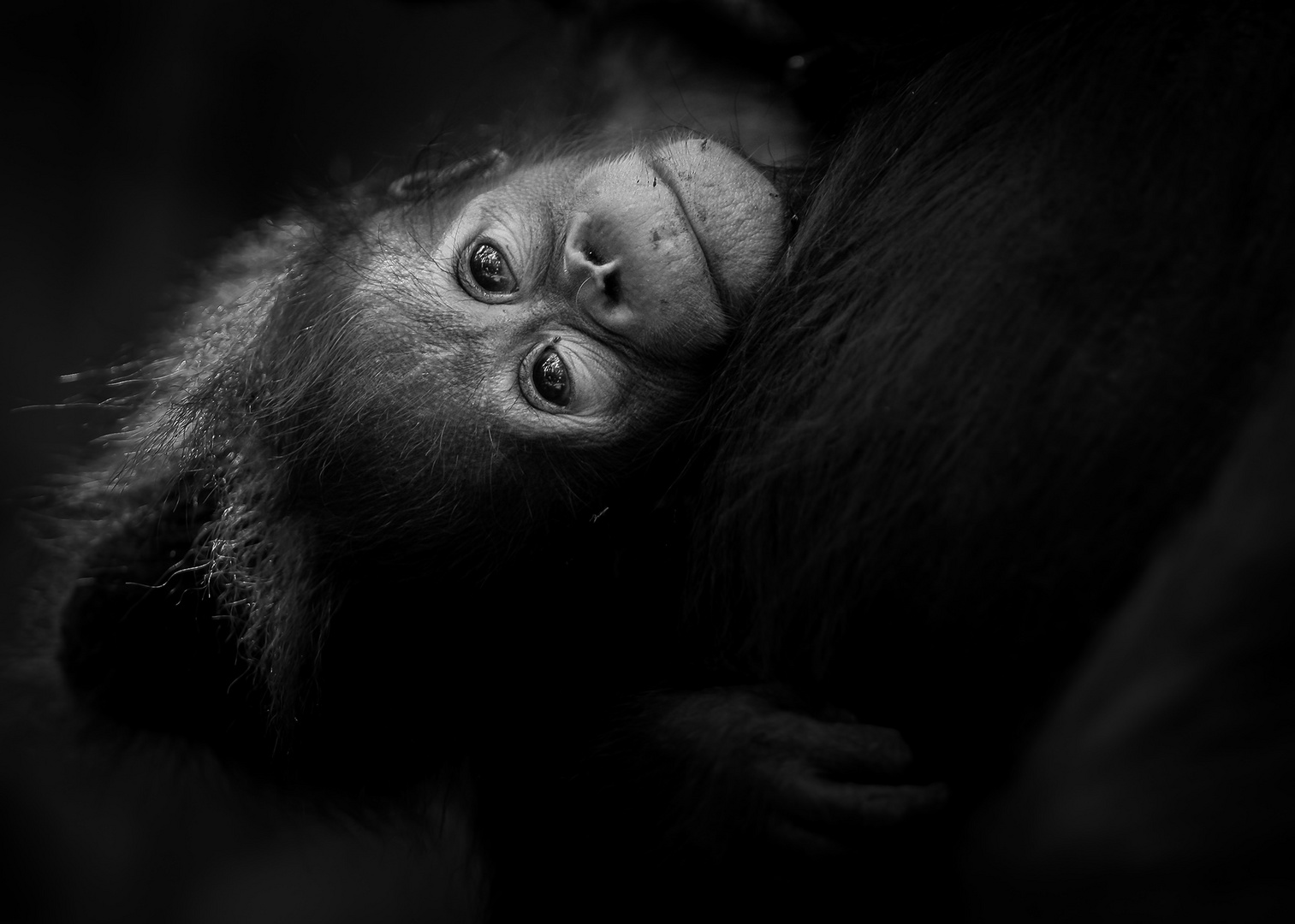 Baby - Taman Nasional Tanjung Puting