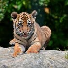 Baby-Tiger