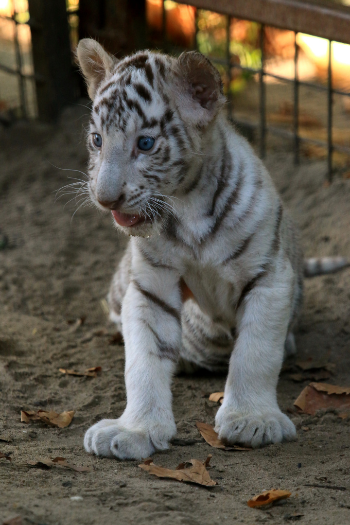 Baby Tiger