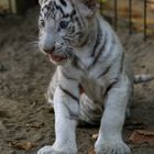 Baby Tiger