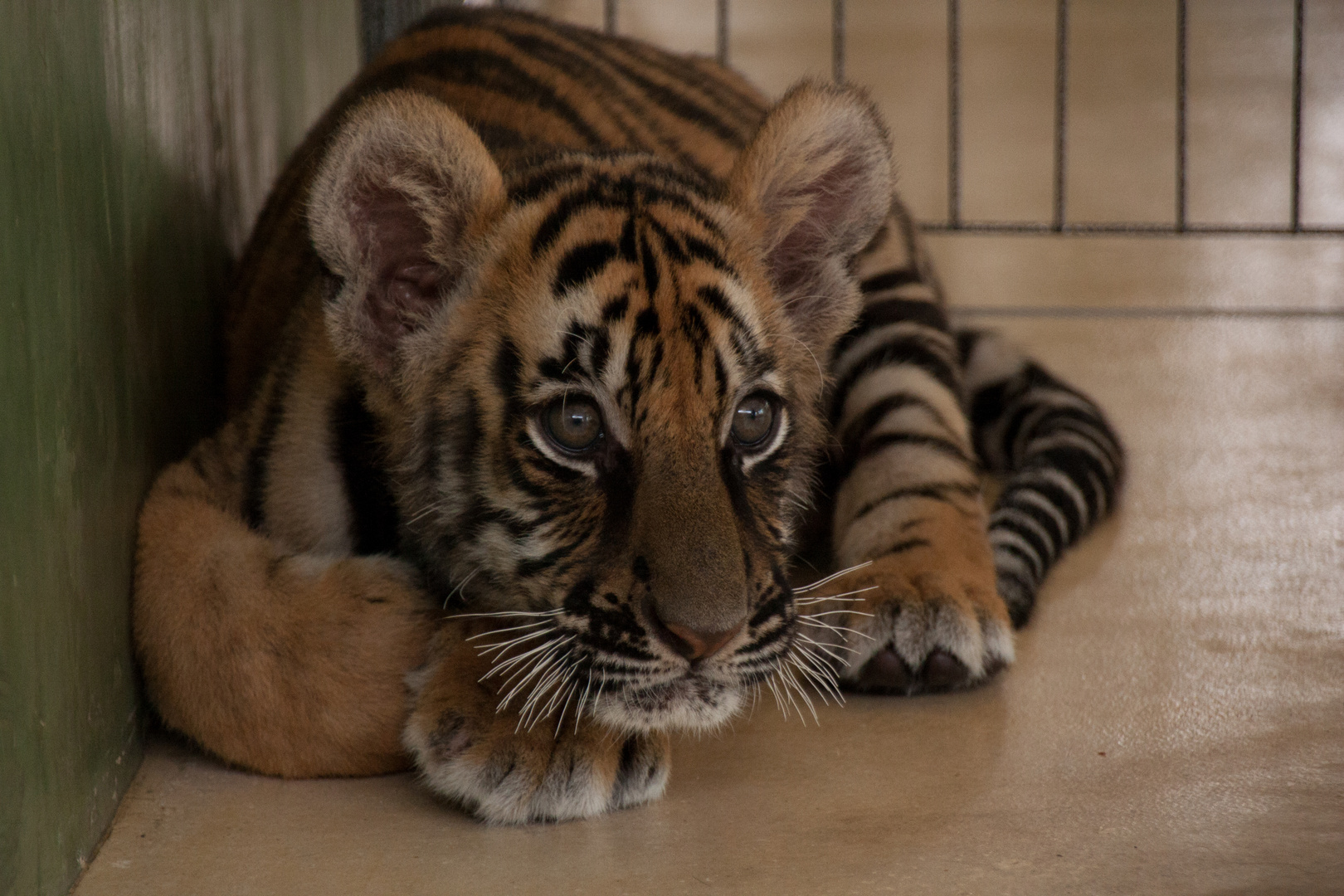 Baby Tiger Thailand