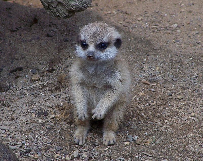 Baby Timon