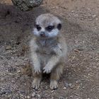 Baby Timon