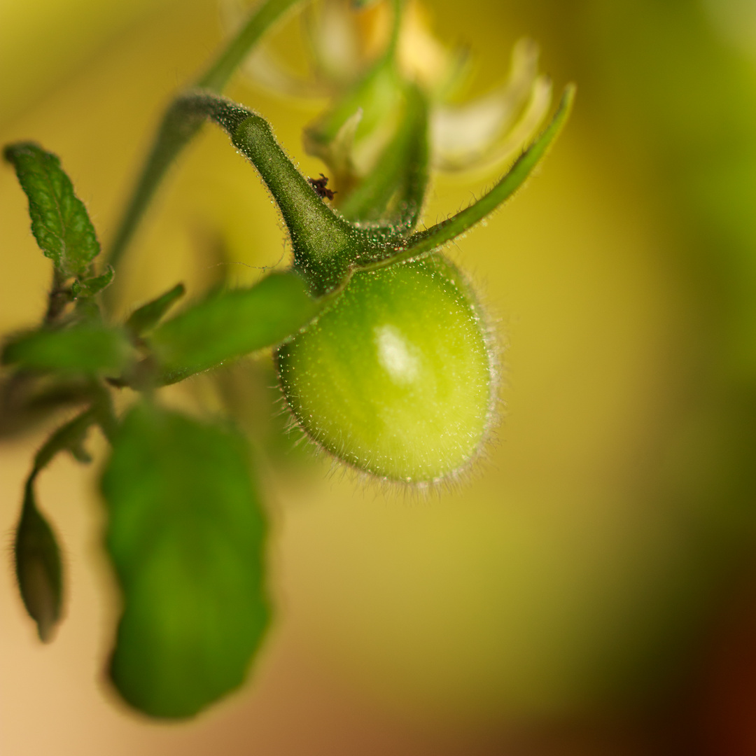 Baby tomato!