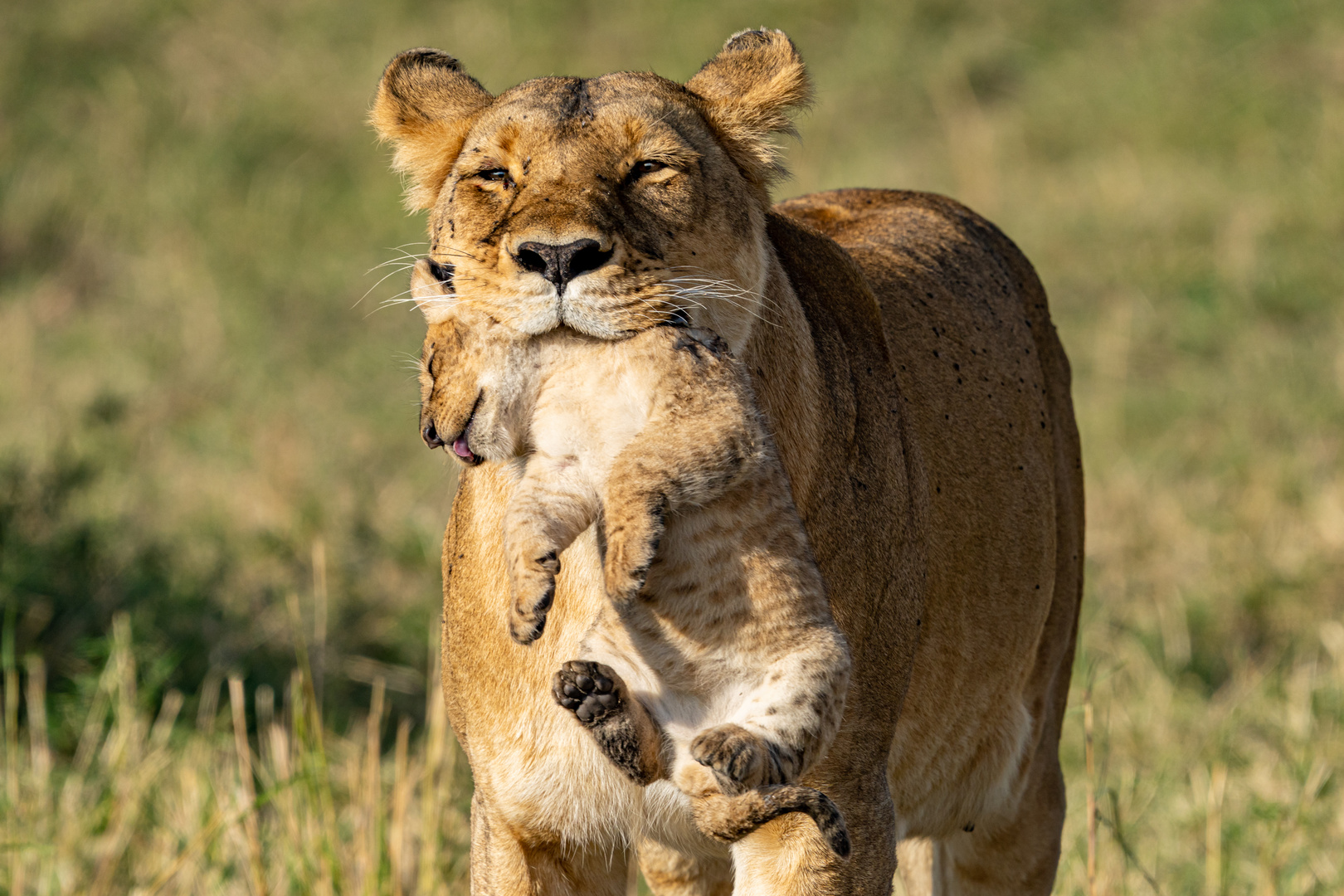 Baby Transport