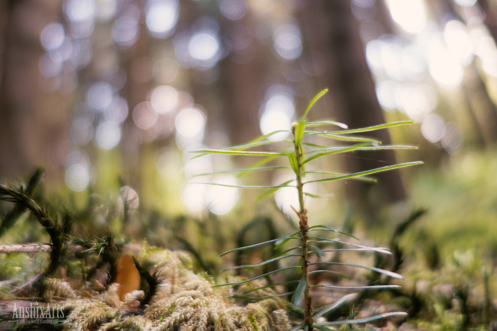 Baby tree.