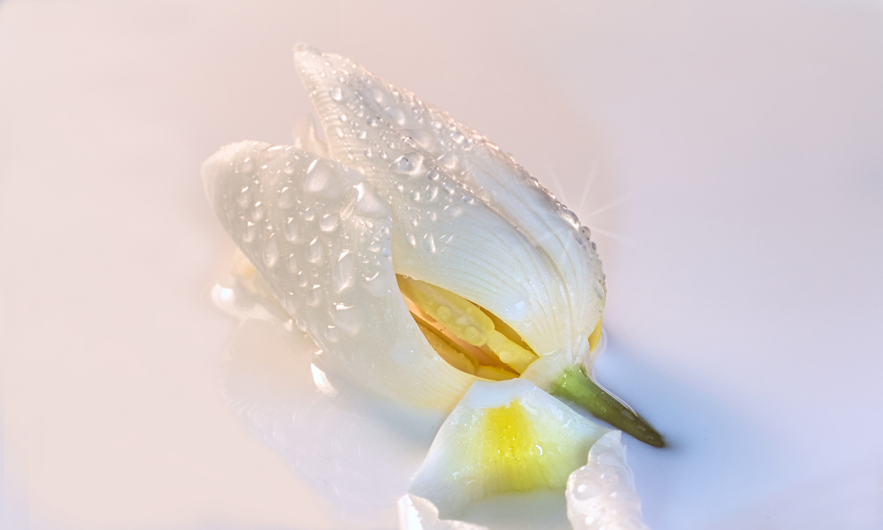 Baby Tulip in Aloe Vera