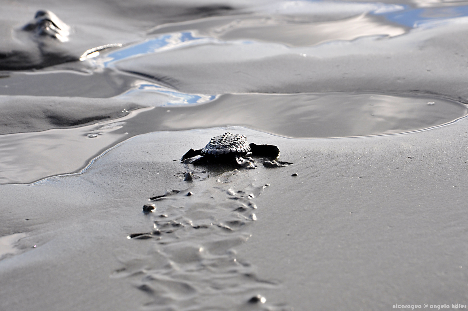 baby turtle on the hard way to the sea