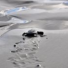 baby turtle on the hard way to the sea