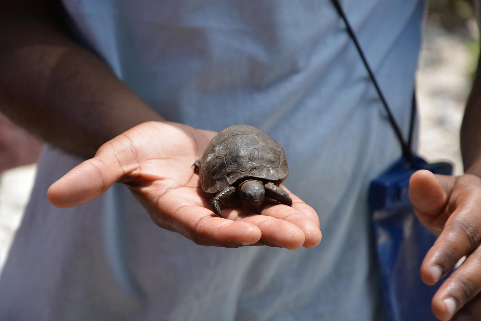 Baby turtles get a helping hand