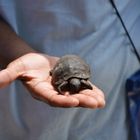 Baby turtles get a helping hand