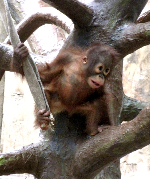 Baby Urang Utan