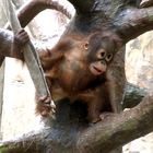 Baby Urang Utan