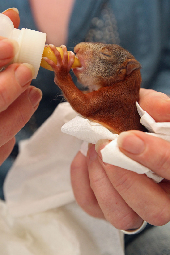 Baby Wanda bei der Fütterung