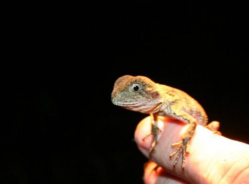 Baby Waterdragon