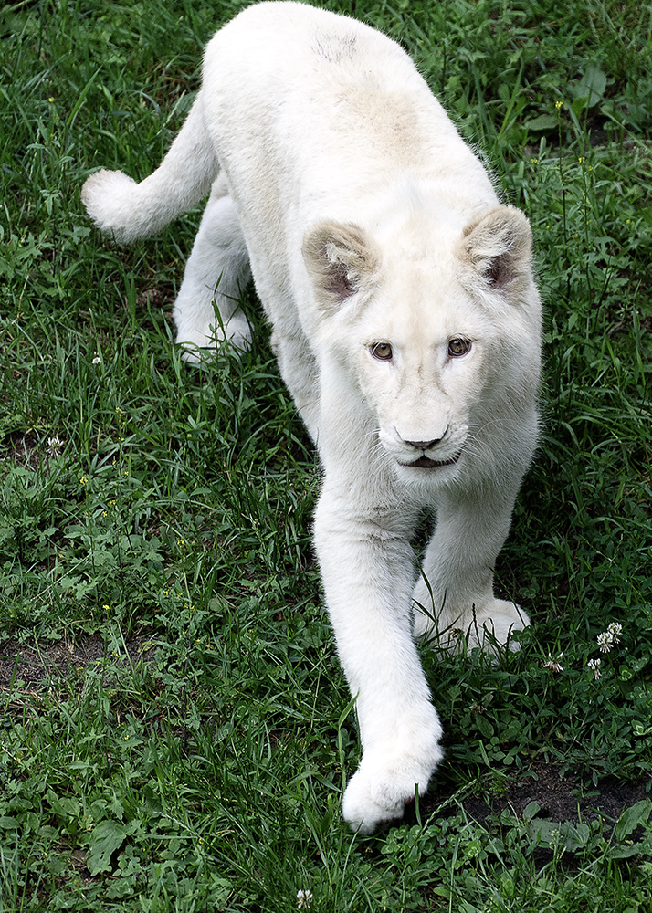 Baby White Lion