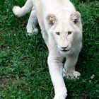 Baby White Lion