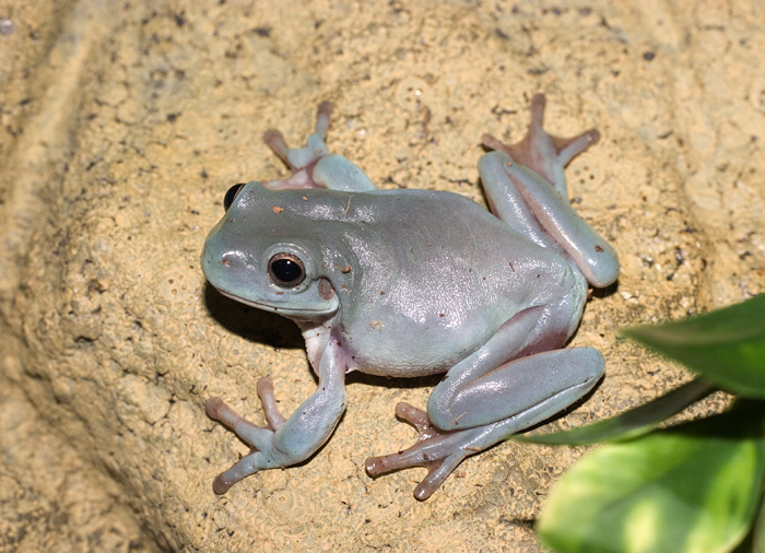 Baby Whites Tree frog 2