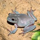 Baby Whites Tree frog 2