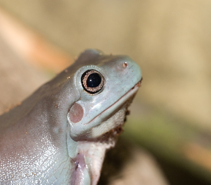 Baby Whites Tree frog.