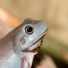 Baby Whites Tree frog.