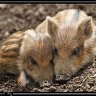 Baby Wildschweine