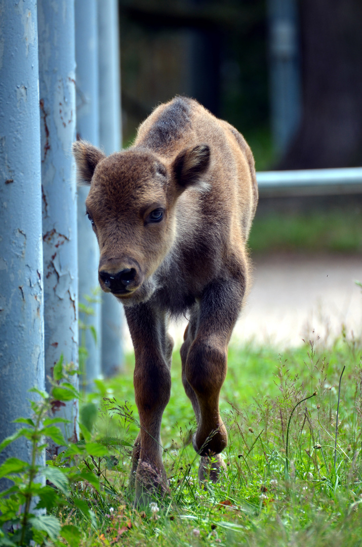 Baby Wisent