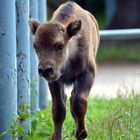 Baby Wisent