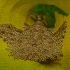 Baby Wobbegong resting on sponge