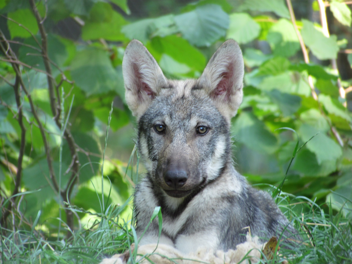 Baby Wolf Foto Bild Tiere Zoo Wildpark Falknerei Saugetiere Bilder Auf Fotocommunity