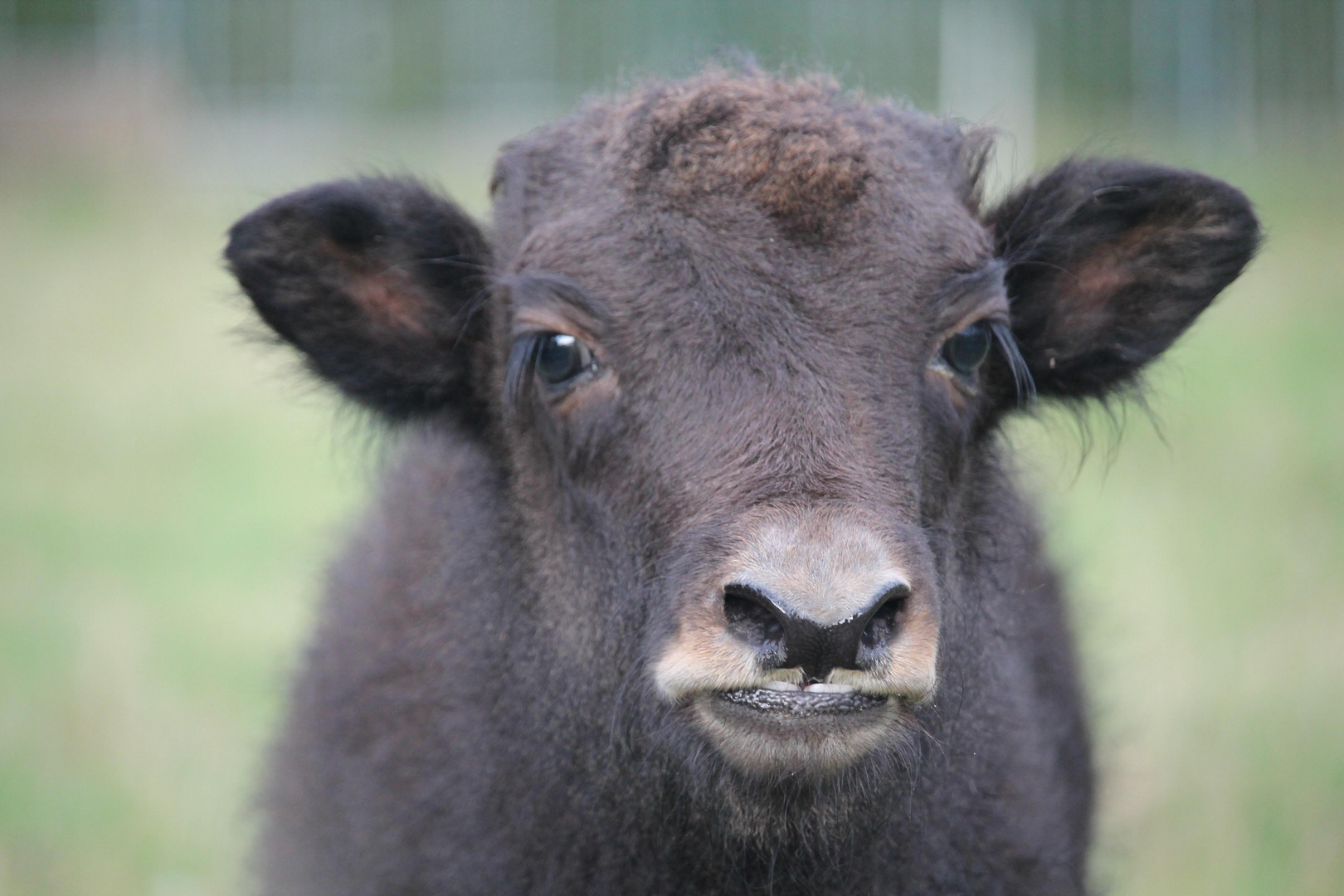 Baby-Yak