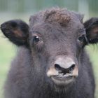 Baby-Yak