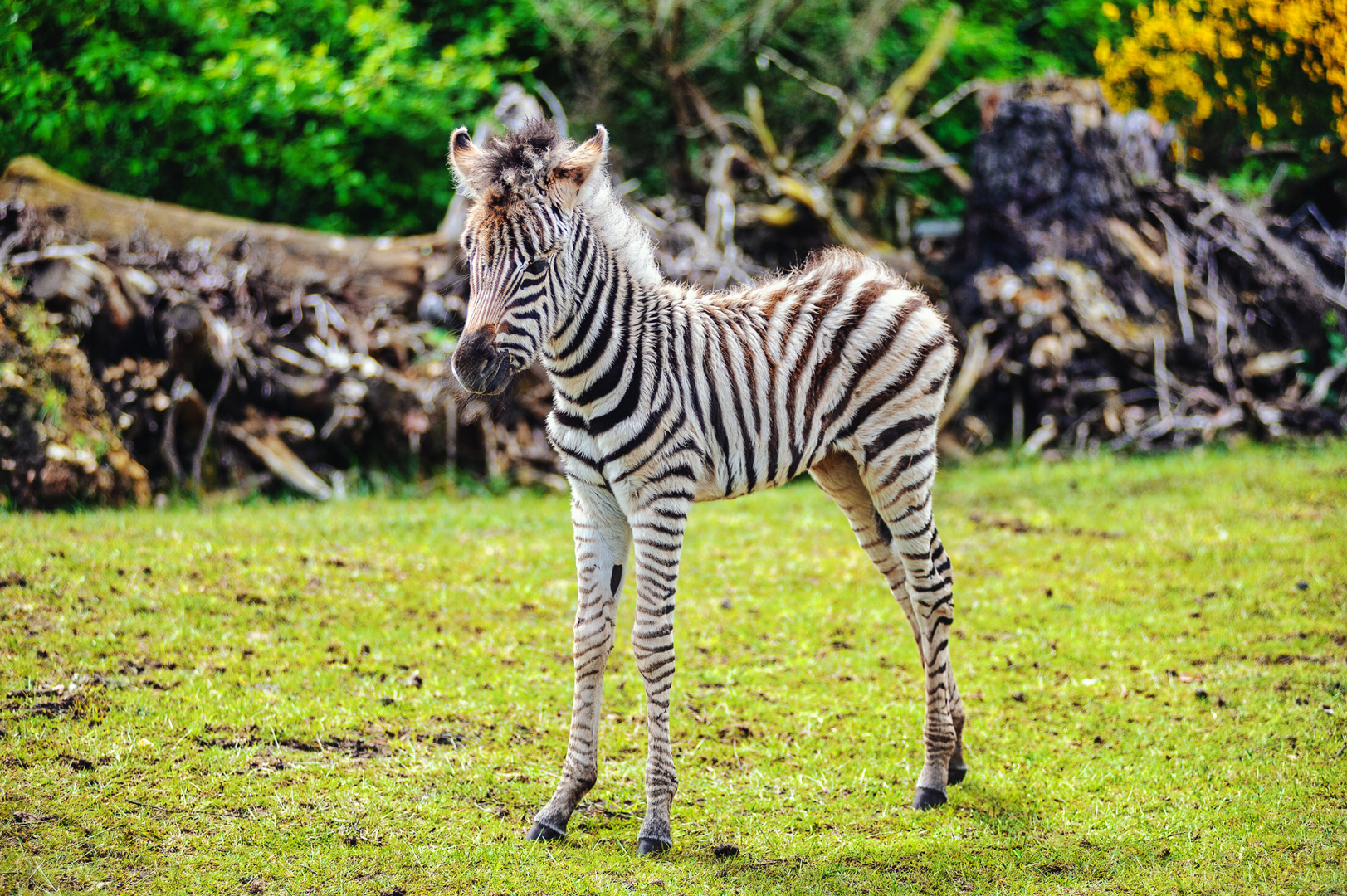 Baby Zebra