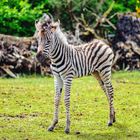 Baby Zebra