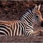 Baby Zebra