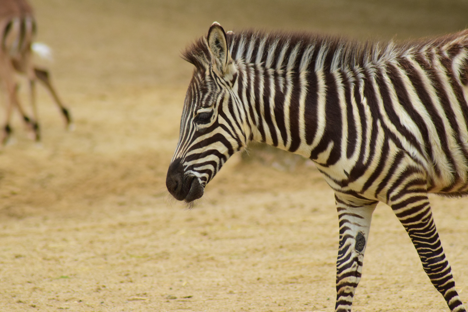 Baby Zebra Foto Bild Tiere Natur Bilder Auf Fotocommunity