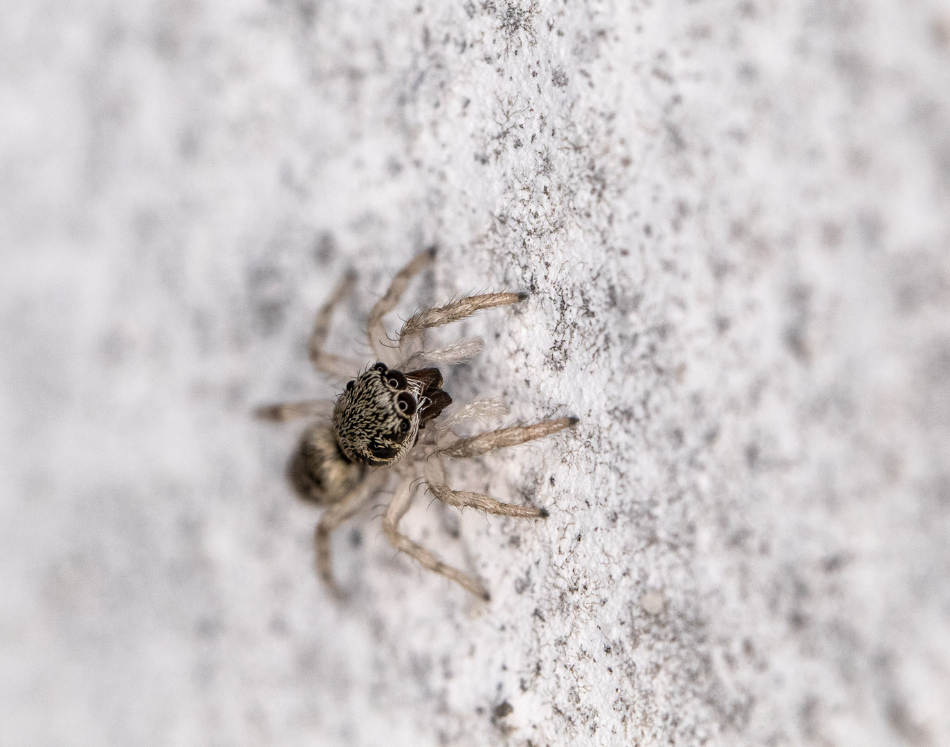 Baby Zebra-Springspinne... 2-3 mm insgesamt