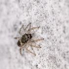 Baby Zebra-Springspinne... 2-3 mm insgesamt