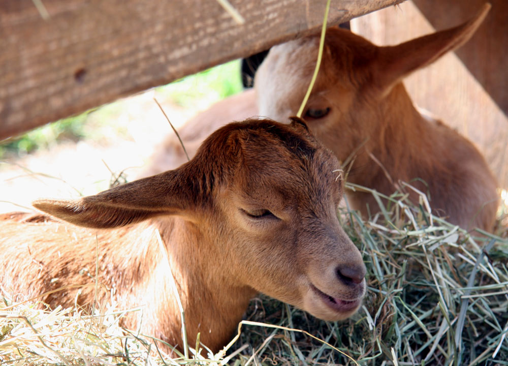 Baby-Ziegen in Grafenhausen / Schwarzwald