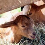 Baby-Ziegen in Grafenhausen / Schwarzwald